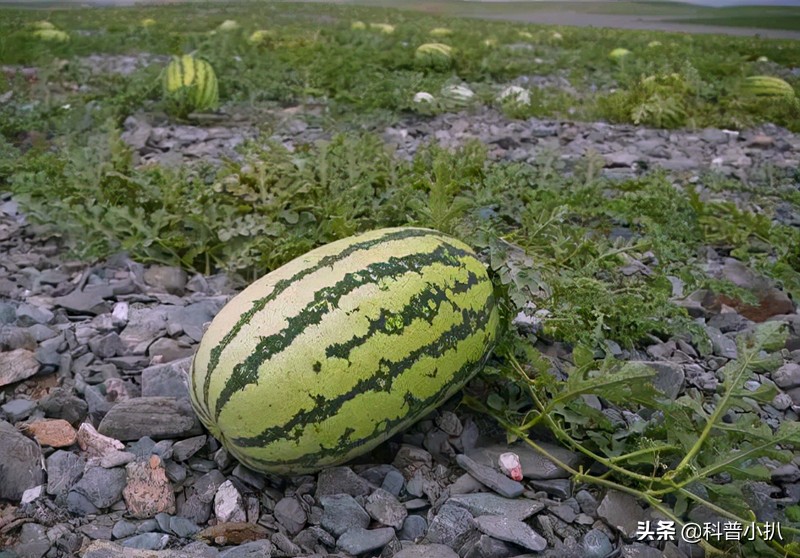 硒砂瓜种植现存问题,种植硒砂瓜的有利自然条件有哪些