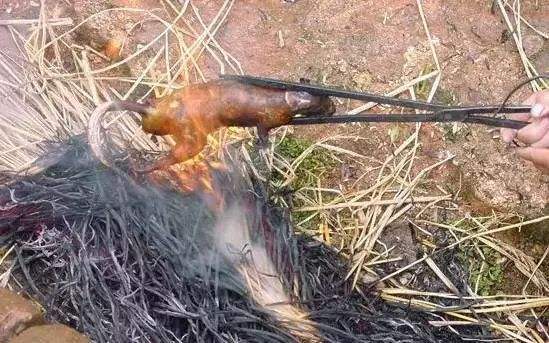 农村用老鼠笼和夹子抓老鼠,小时候用老鼠笼抓老鼠