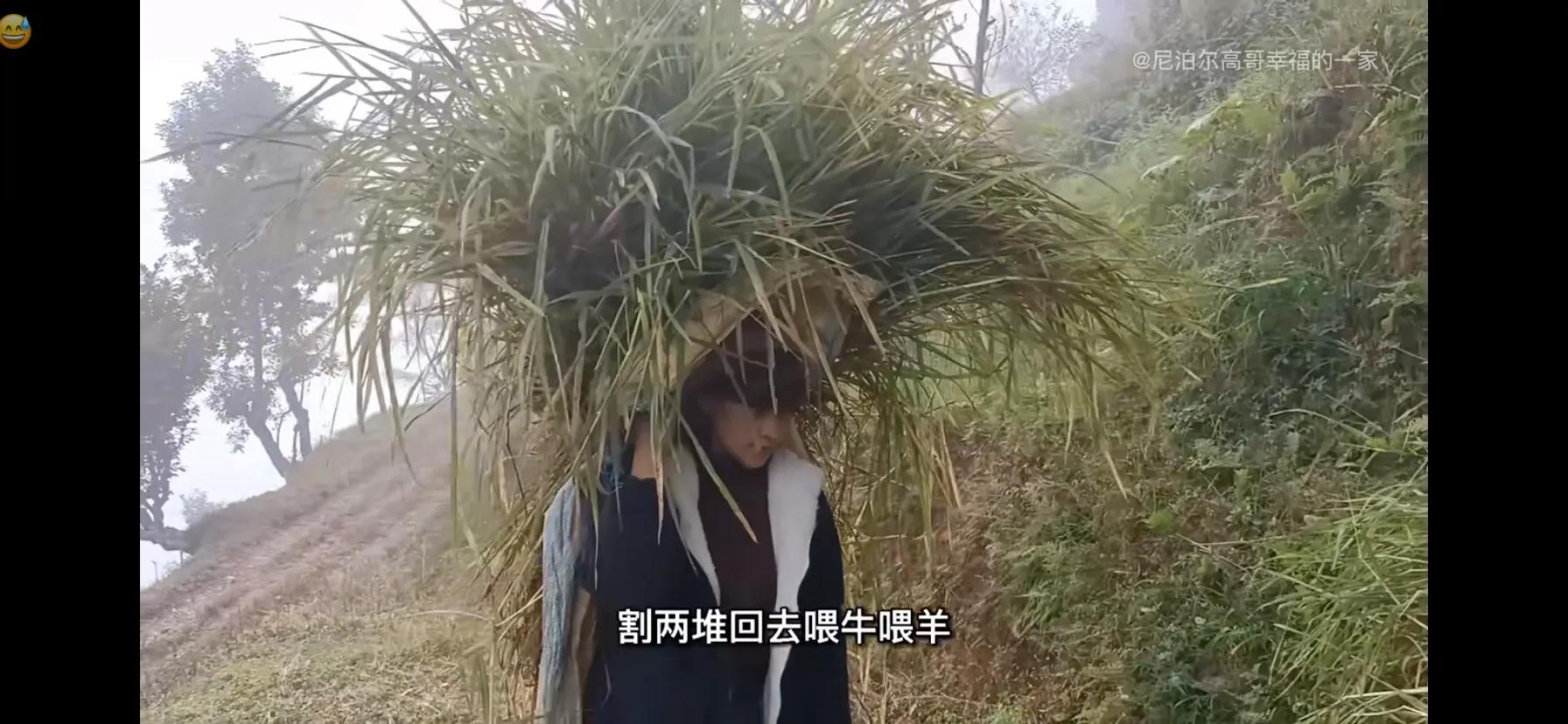 尼泊尔烧鸡的视频,尼泊尔媳妇烧鸡娜直播视频