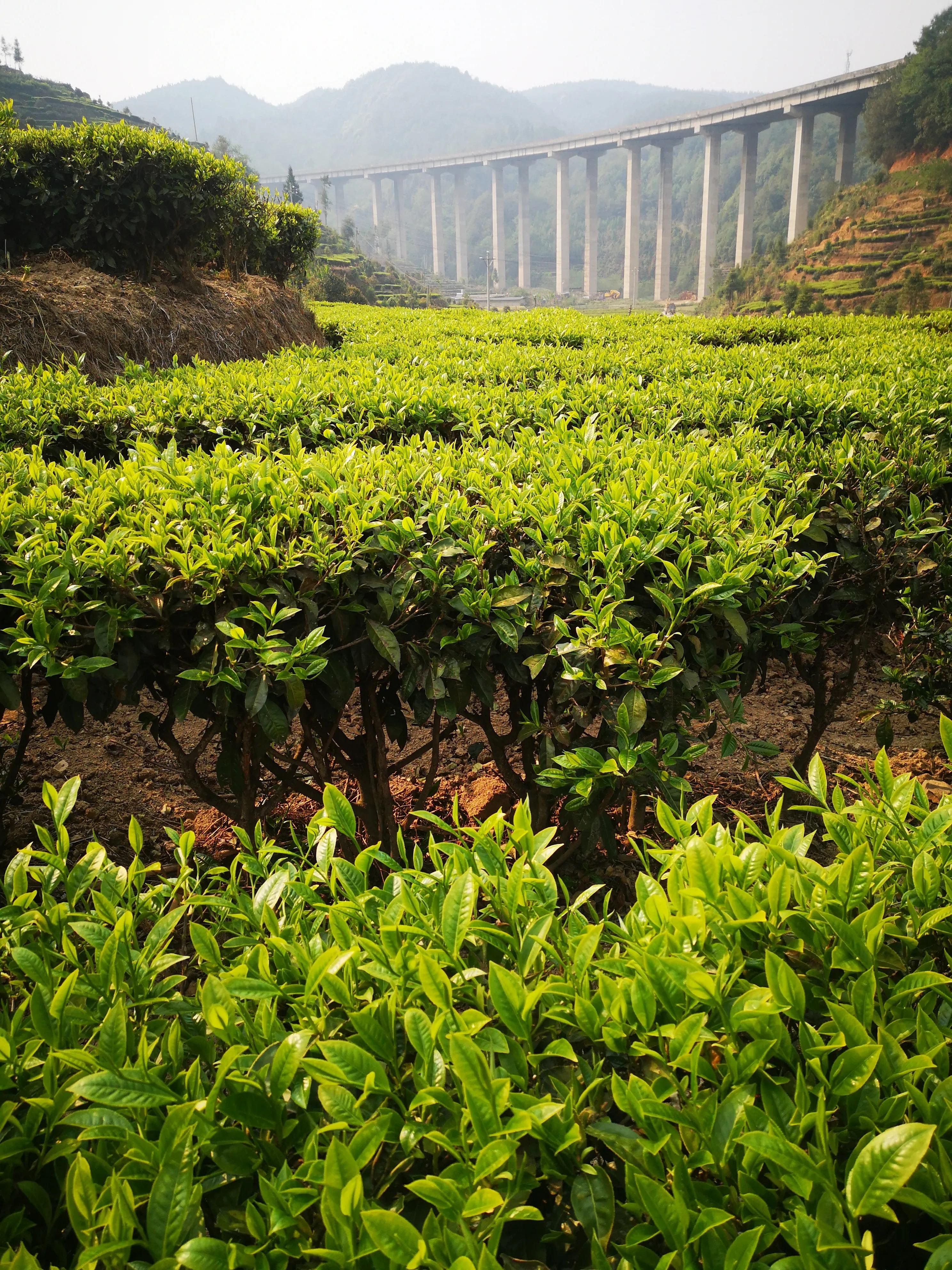 达摩和村山哪个厉害,达摩和村山谁赢了