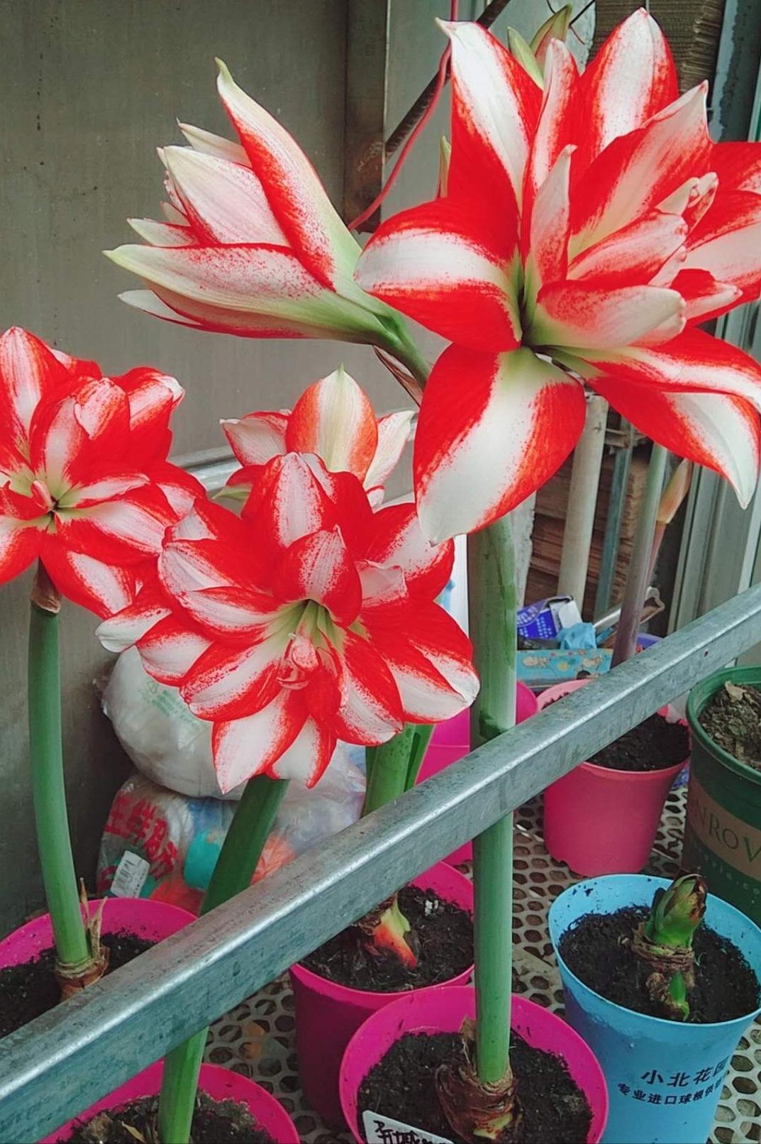 6种漂亮的富贵花好养好看还招财,6种长寿花能活一百年漂亮又吉利