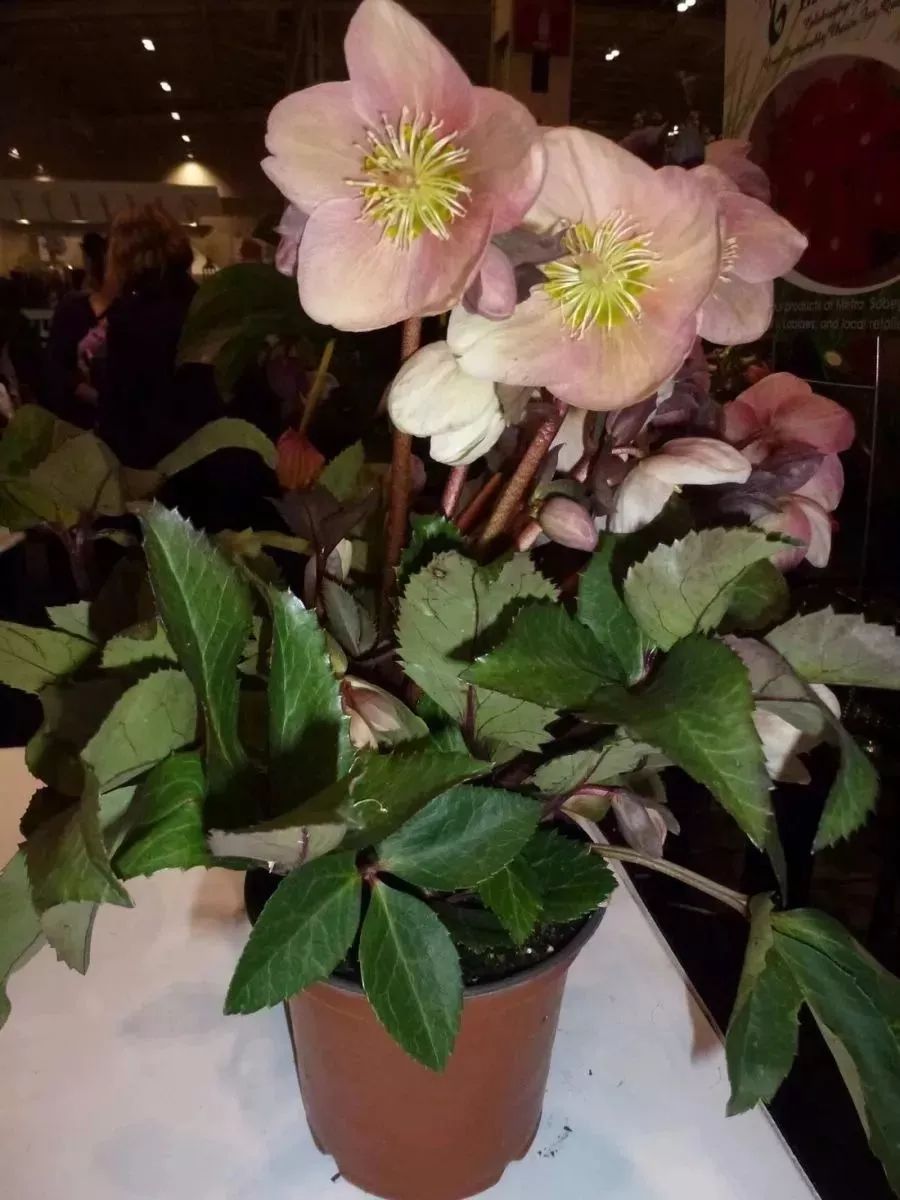 推荐十种适合北方庭院的开花植物,十大适合北方庭院种植的植物