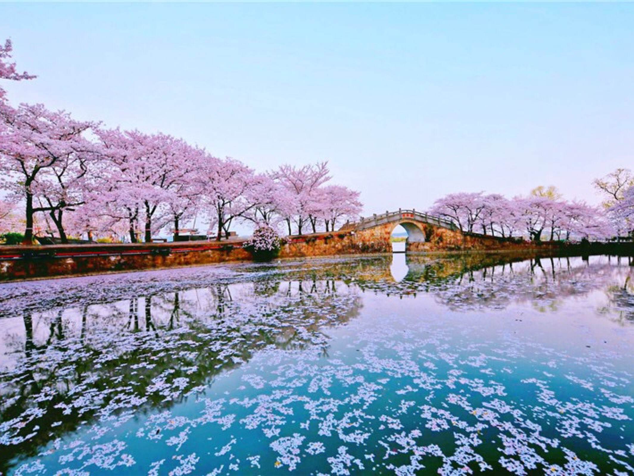 无锡鼋头渚赏樱视频,无锡鼋头渚赏樱美文