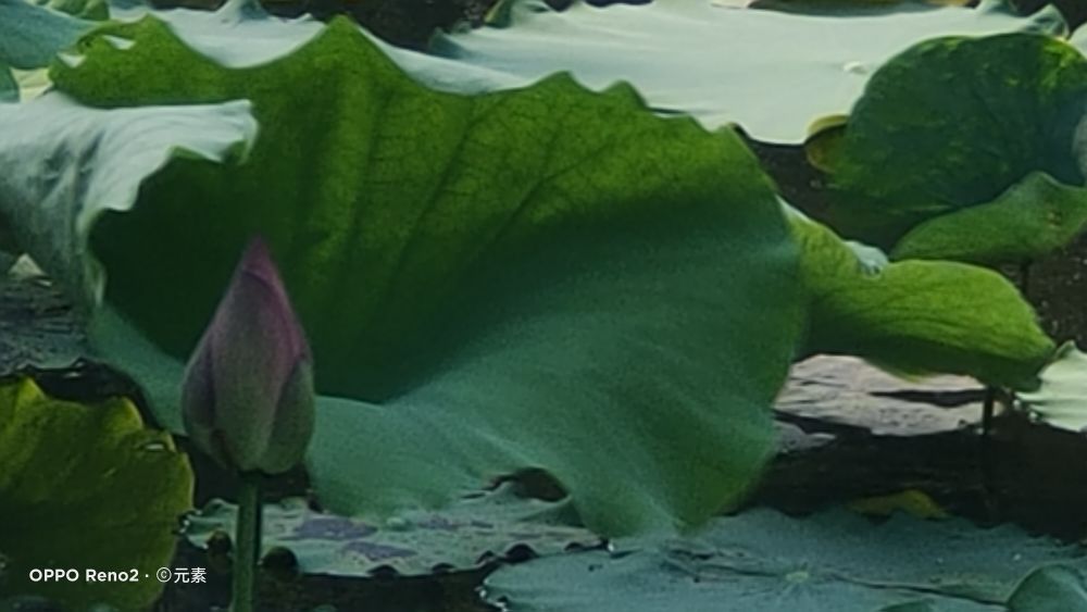 海南最受欢迎的鱼,海南岛好吃的鱼有几种