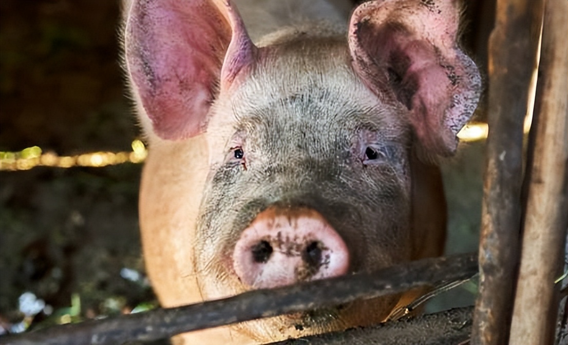 猪克蛇还是蛇克猪,猪为什么可以杀死蛇