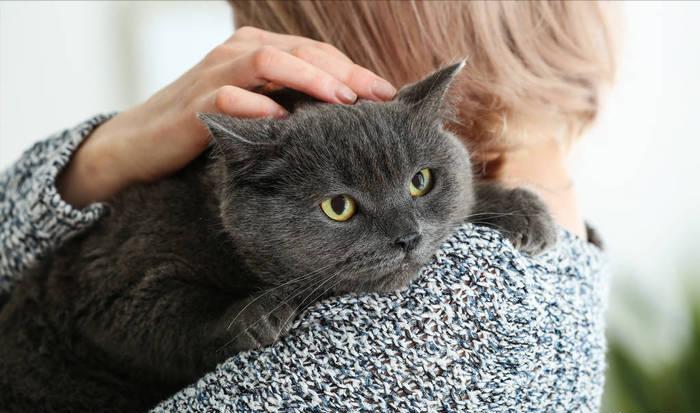 猫咪在成长期间会有哪些变化,猫咪一生性格变化