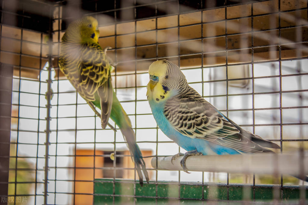 鹦鹉卡蛋怎么处理,折衷鹦鹉卡蛋怎么办