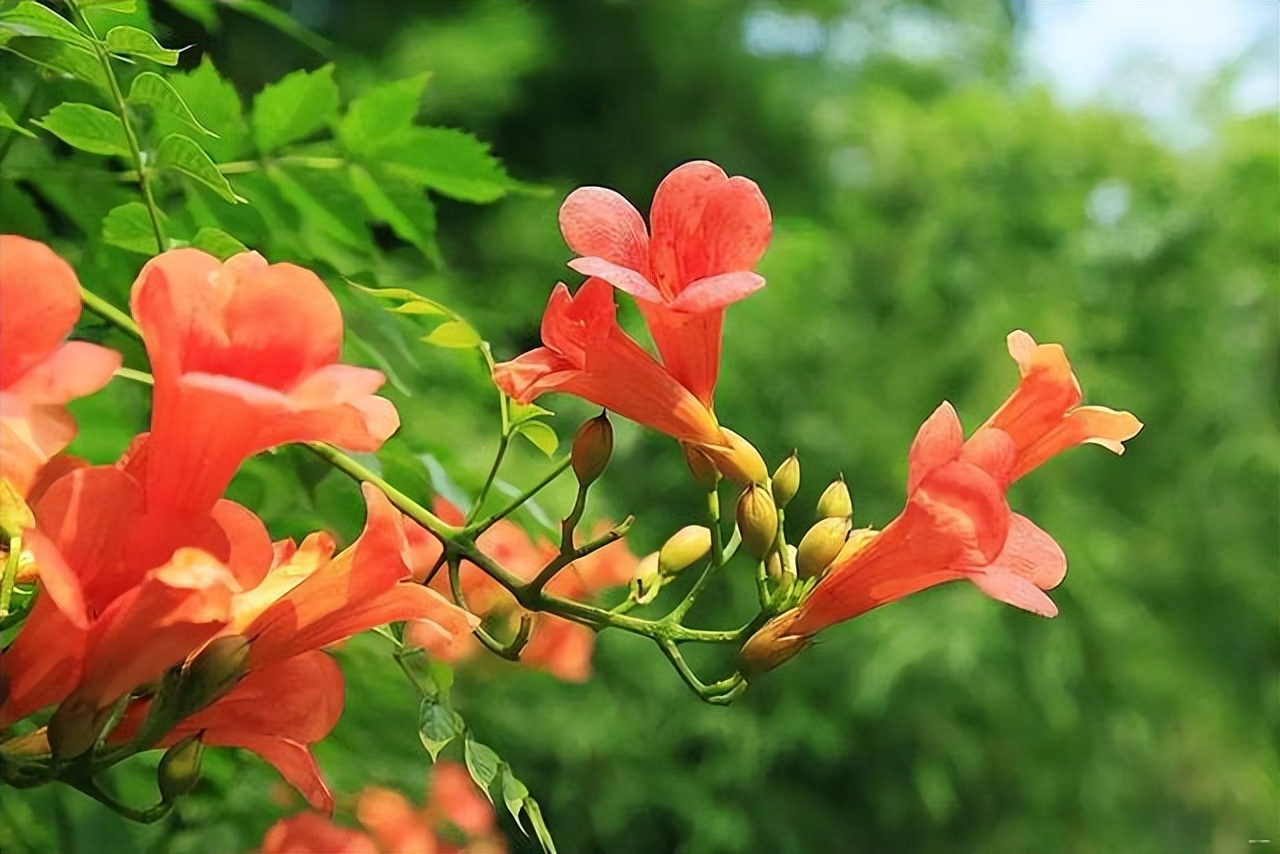 爱干净的人，家里别养4种“脏脏花”，会招虫子，越养越烦