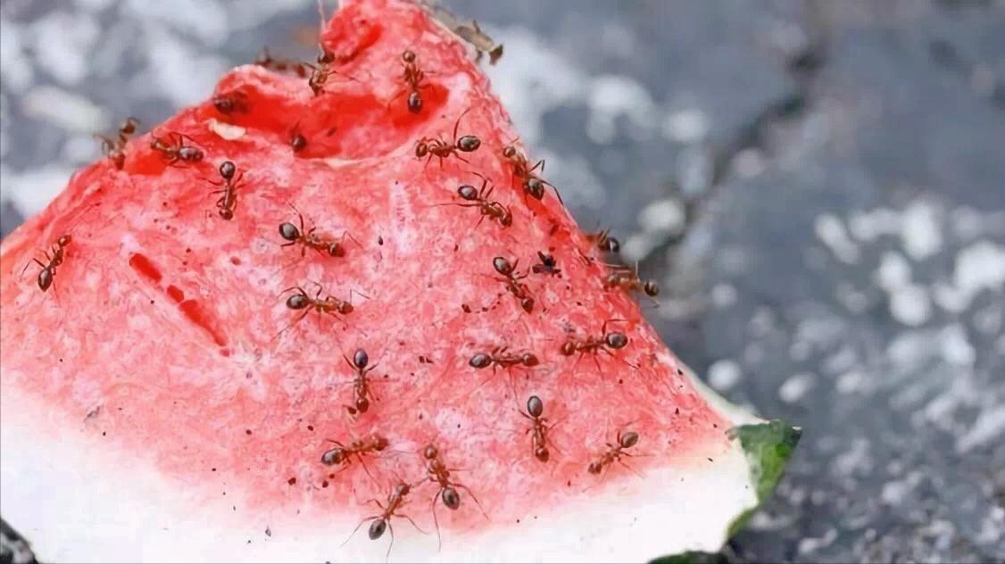 盆土里有蚂蚁怎么彻底清除,盆里有蚂蚁怎么消灭