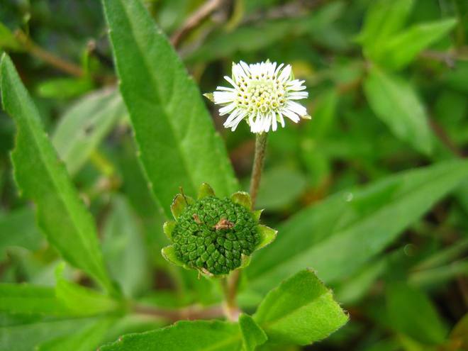 花像虞美人的植物,花像蒲公英种子像豆荚的植物