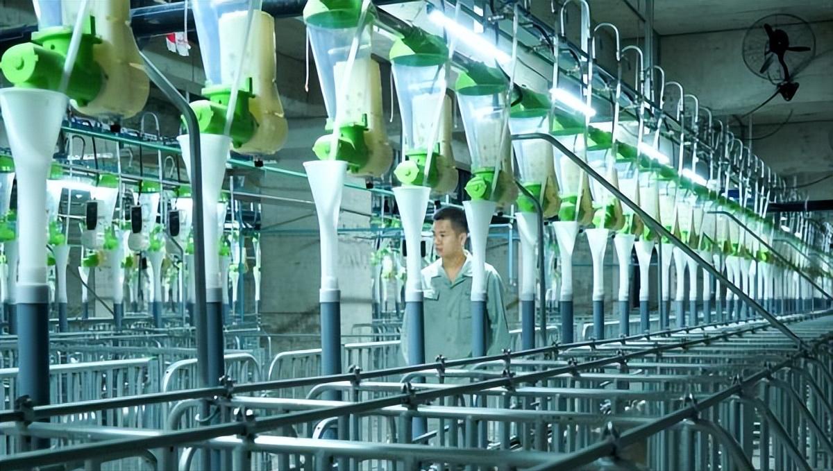 鄂州世界第一养猪大楼,鄂州建26层养猪大楼