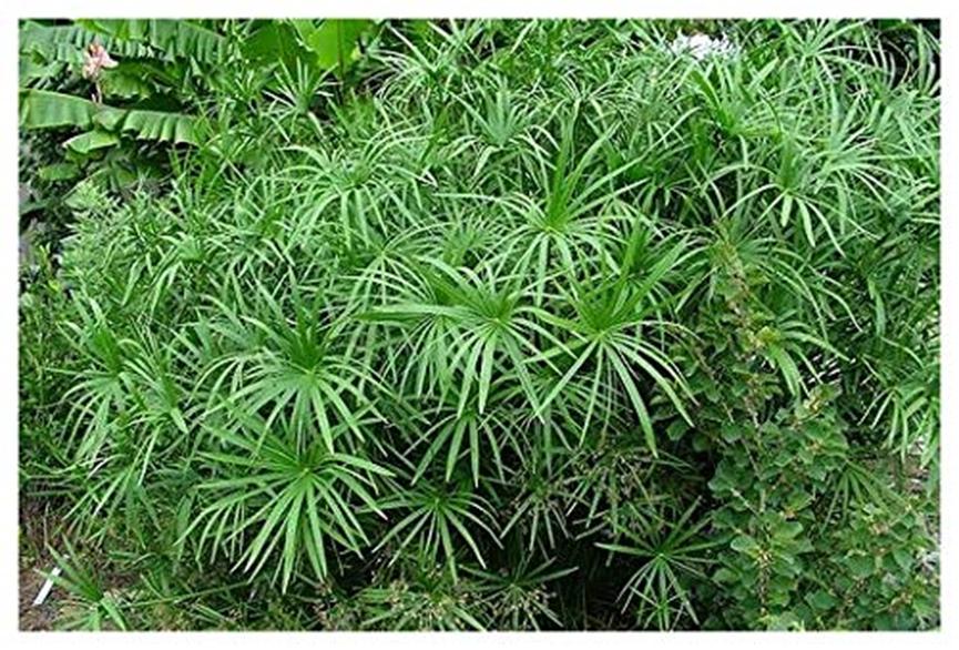 迪拜适合养什么植物,迪拜常见花草