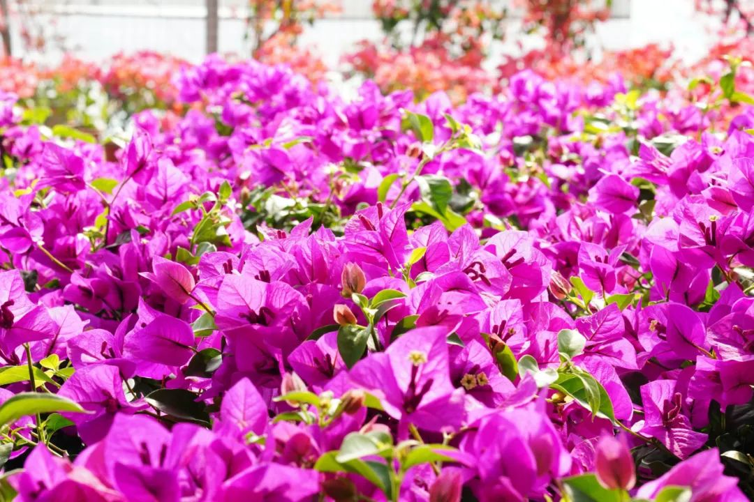 昔日采石场“长”出花木城