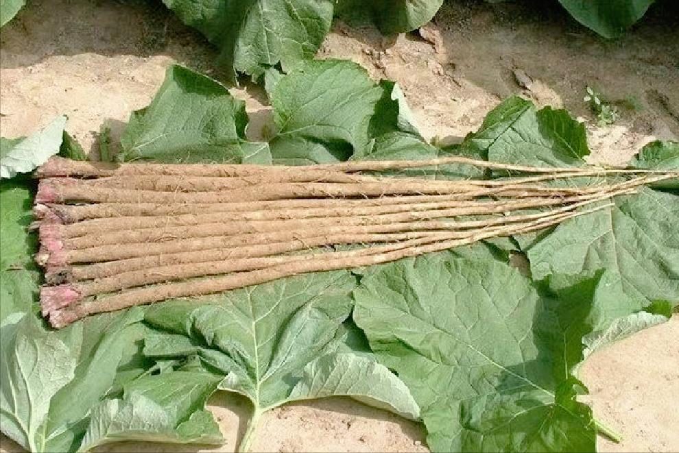 牛蒡出口日本需求量,日本的牛蒡