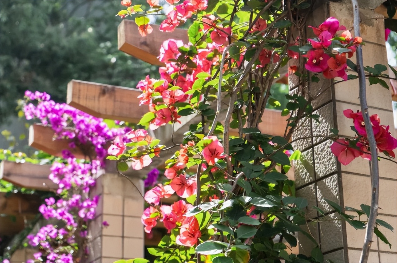 逢盛世，求卓越，怀青云志赴“一流”！四川大学，邀你共赴未来！