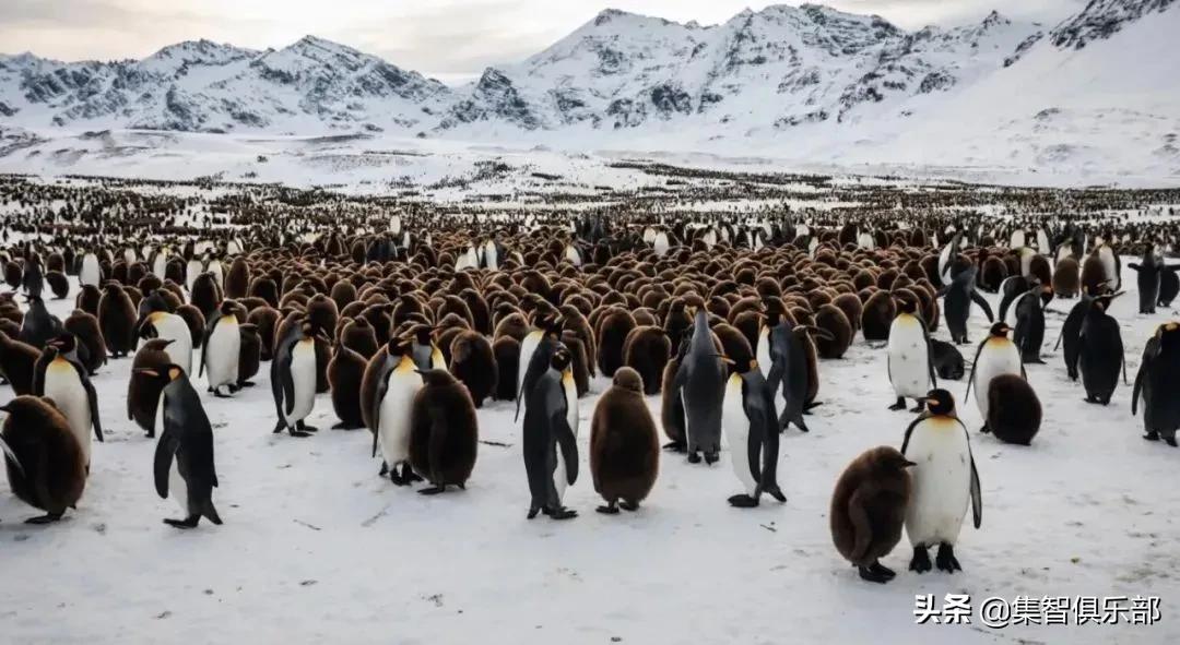 企鹅怎么抱团取暖,企鹅抱团取暖是如何移动的