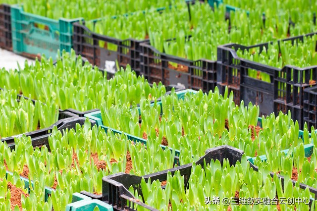 农业发展重点突破,农业创新发展模式