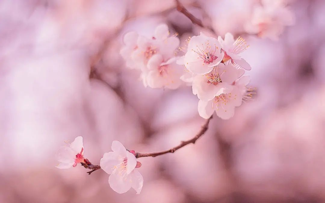 赏花的绝美诗句,16首经典赏花诗词资深花痴必背