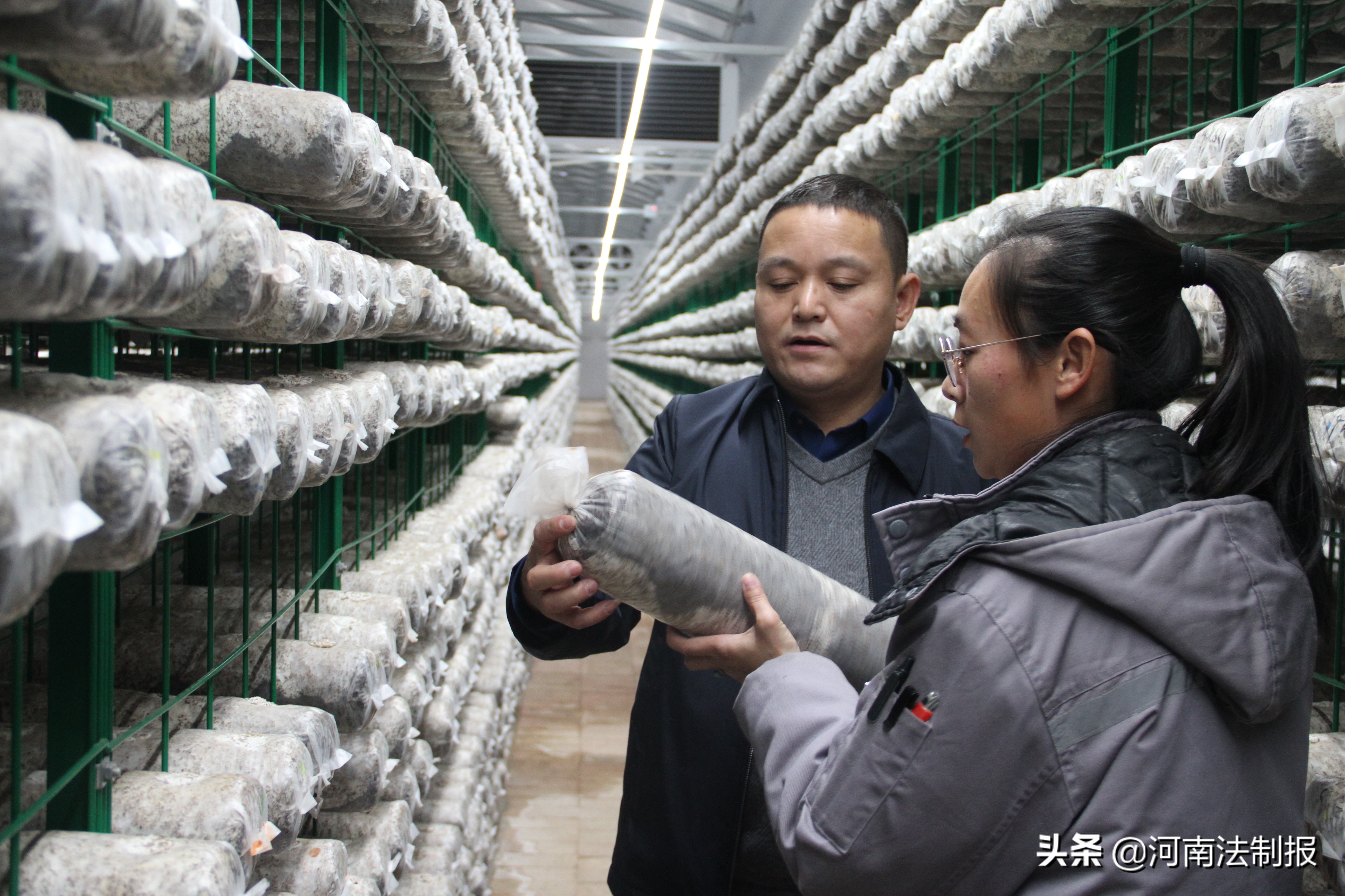 小香菇撑起百姓致富伞,小香菇撑农民致富伞