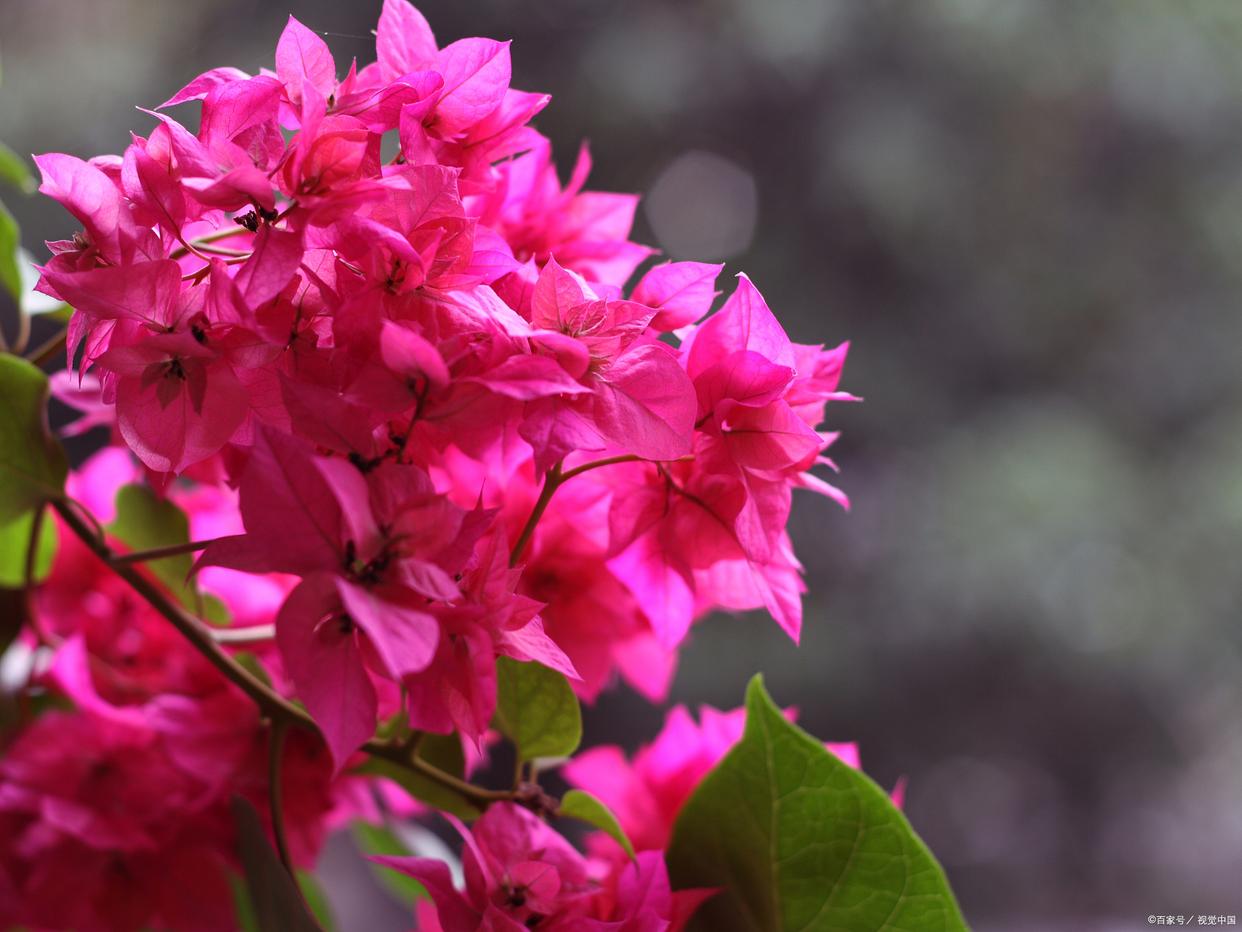 不要阳光耐寒耐热最好养活的花,10种耐热花高温晒不死