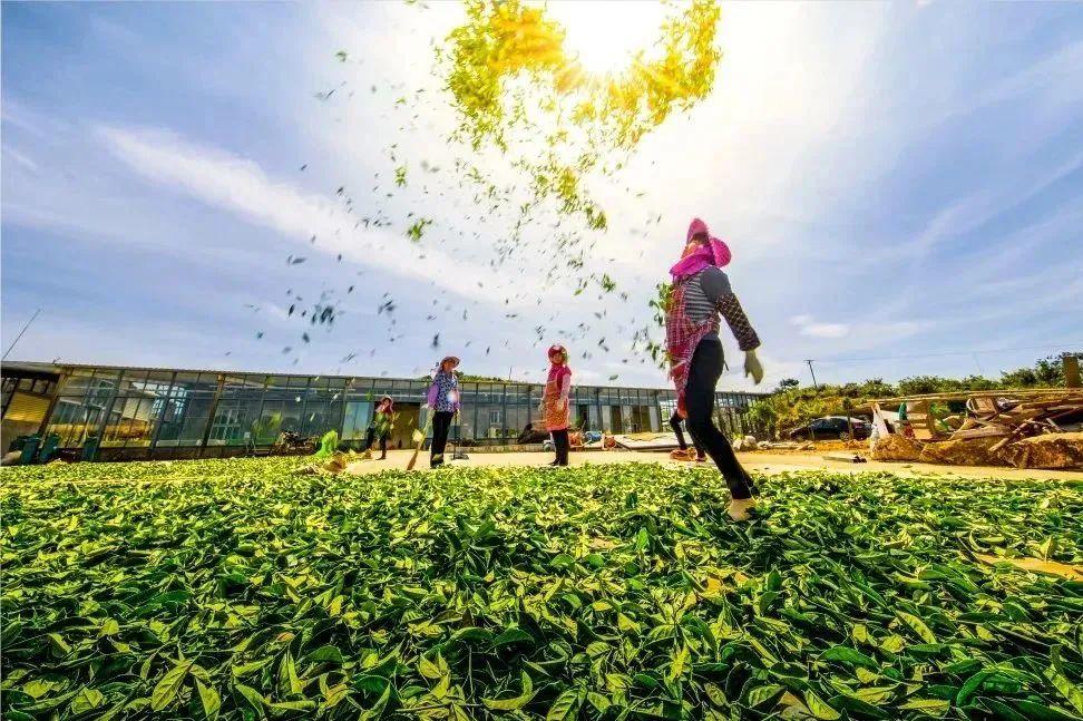 鼓浪屿可以当天预订船票攻略 (鼓浪屿还有免费的船票吗)