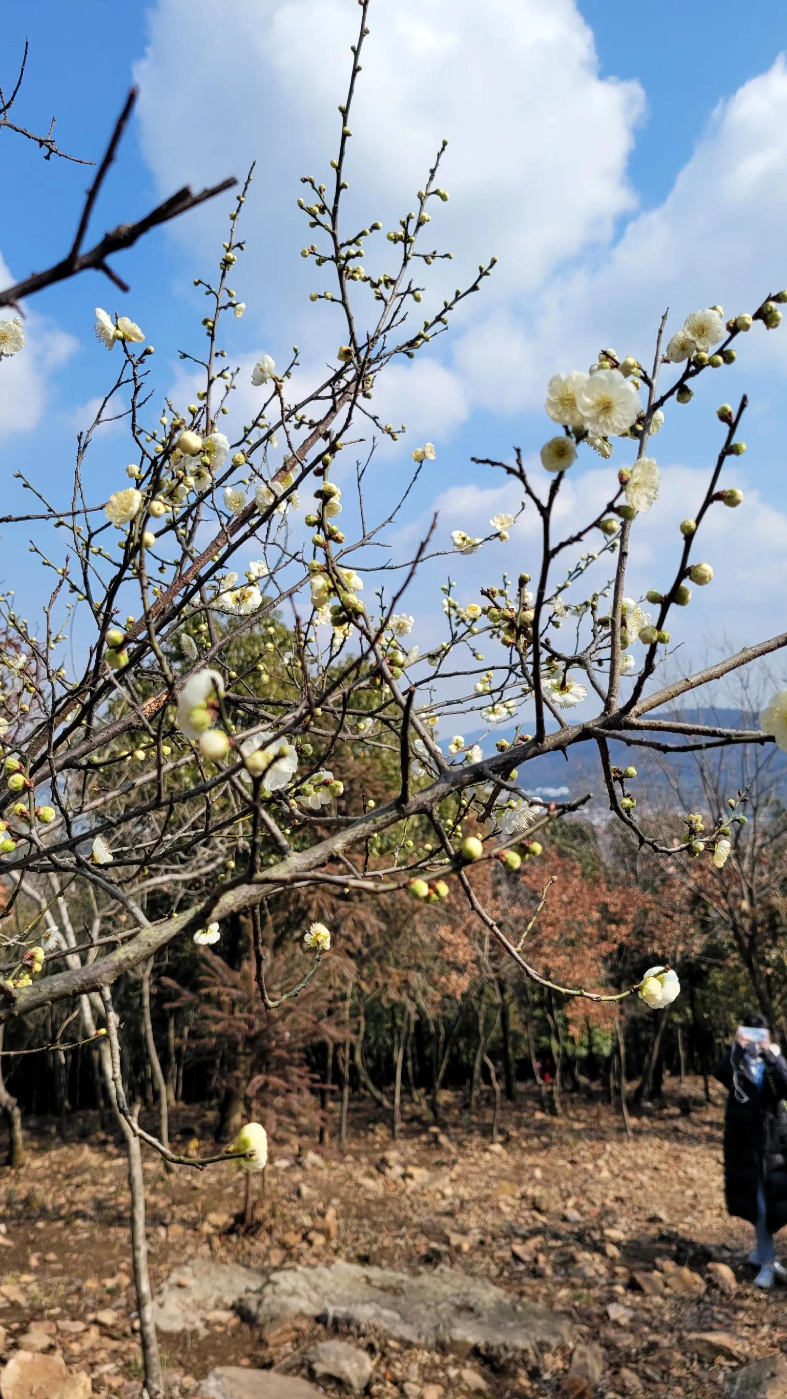 苏州赏梅景点图片,苏州东太湖赏梅攻略