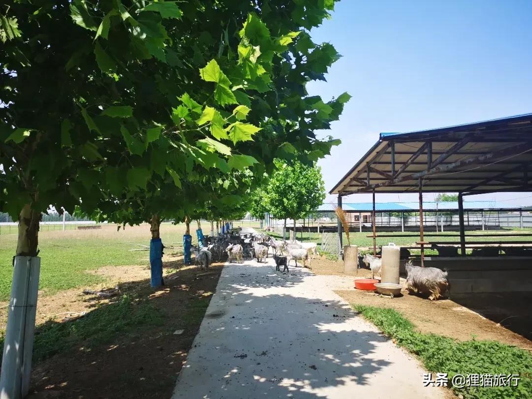 关于山东单县羊肉汤的介绍,山东省单县有多少人口