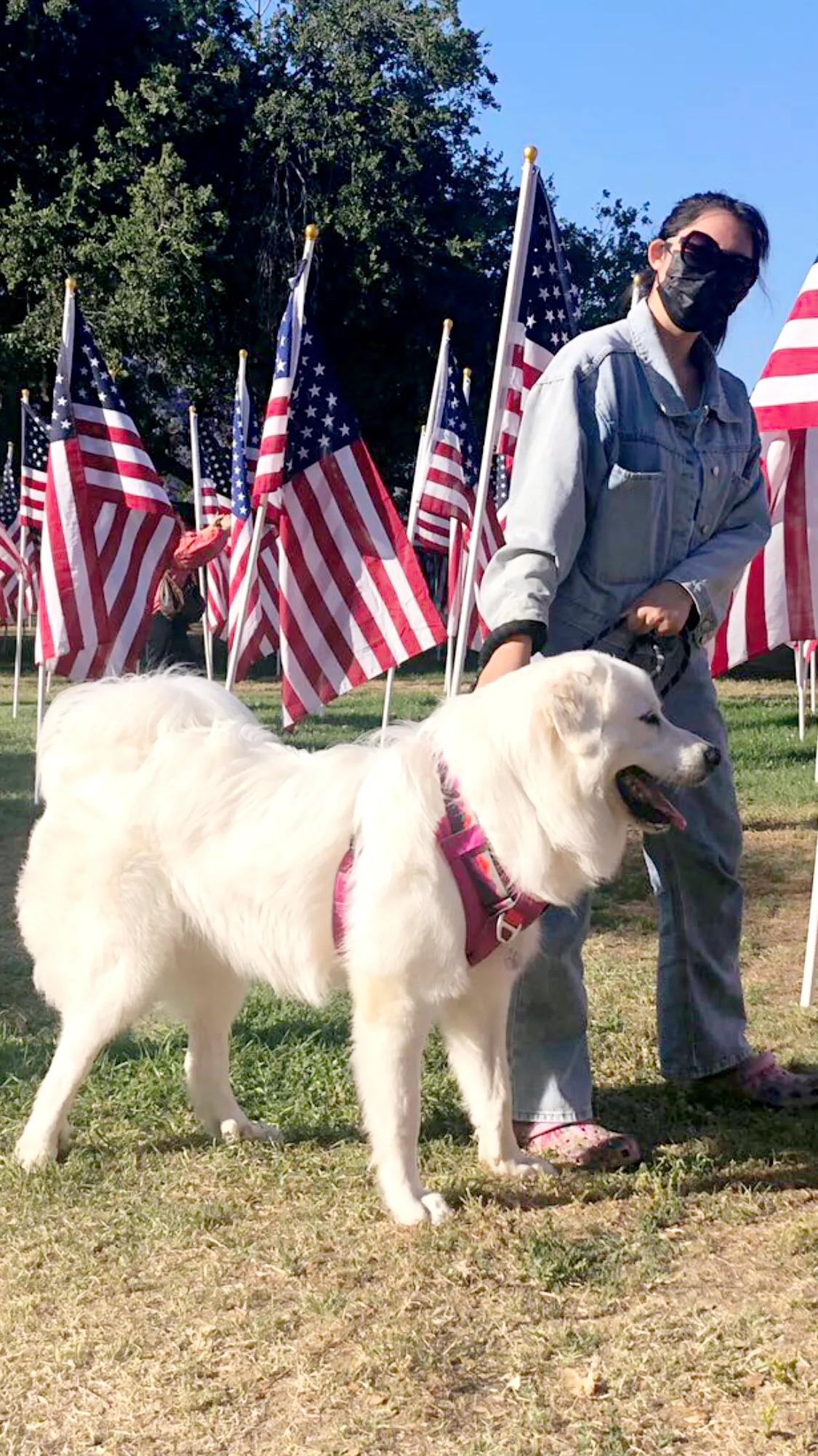 大白熊小狗,大白熊专用宠物狗