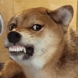 狗狗叫声的含义,狗狗的叫声像哭一样怎么回事