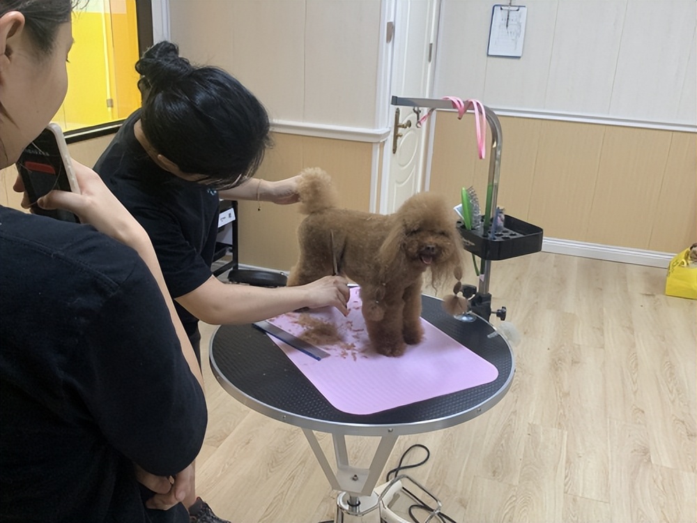 厦门小型宠物寄养店在哪里,厦门宠物专业寄养中心电话