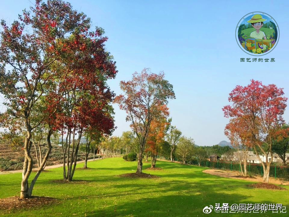 疏林草地的作用,疏林草地效果图