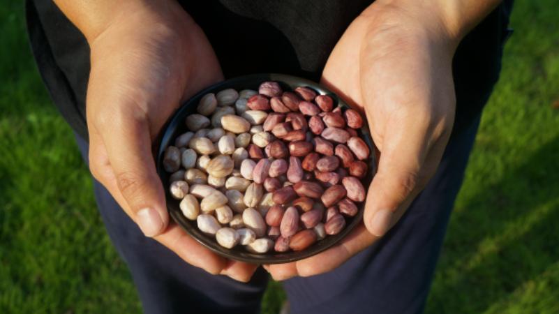 花生是心血管病的克星还是营养品,花生是心血管的祸根还是福音