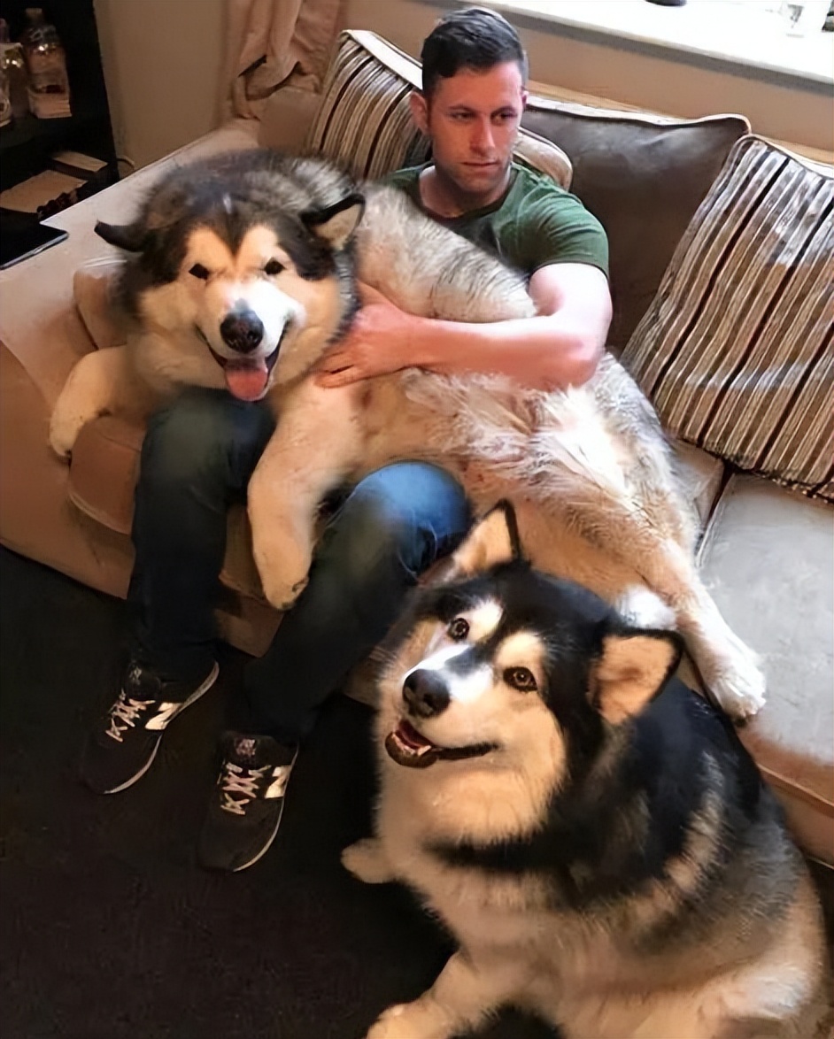 为什么阿拉斯加很少养,阿拉斯加雪橇犬有什么优点