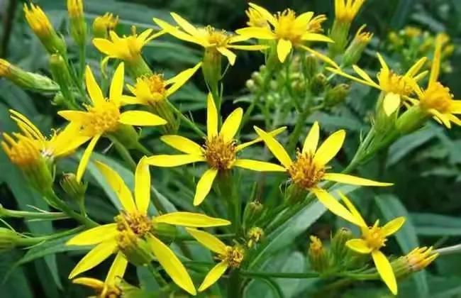 什么花泡水喝明目,什么花能泡水喝可以明目