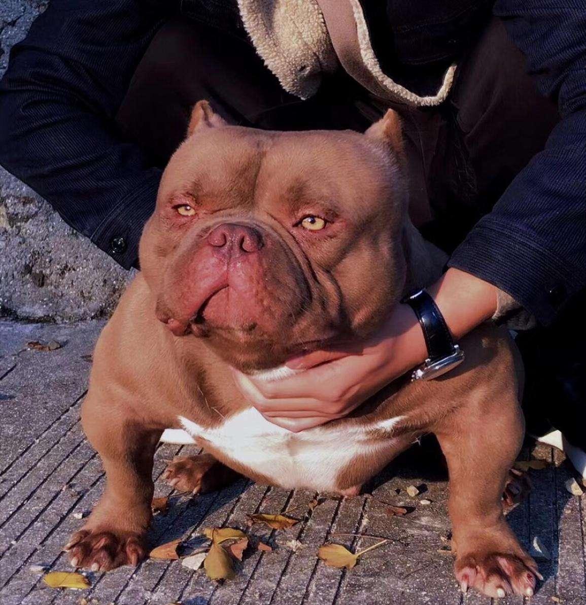 禁养犬名单小狗怎么处理,养犬管理规定48种禁养犬