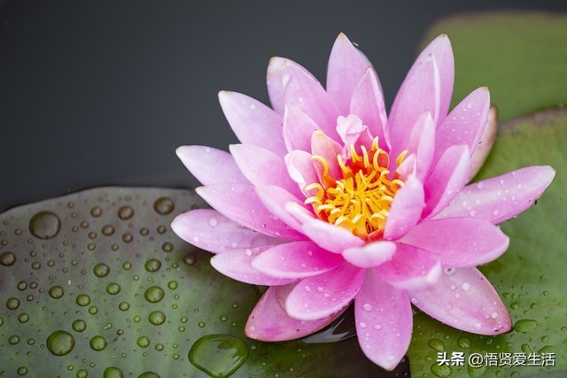 一年四季开花抗晒的花,四季开花耐寒耐晒的花推荐