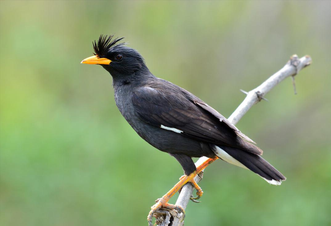 50张最佳鸟类摄影作品,鸟儿大全大图