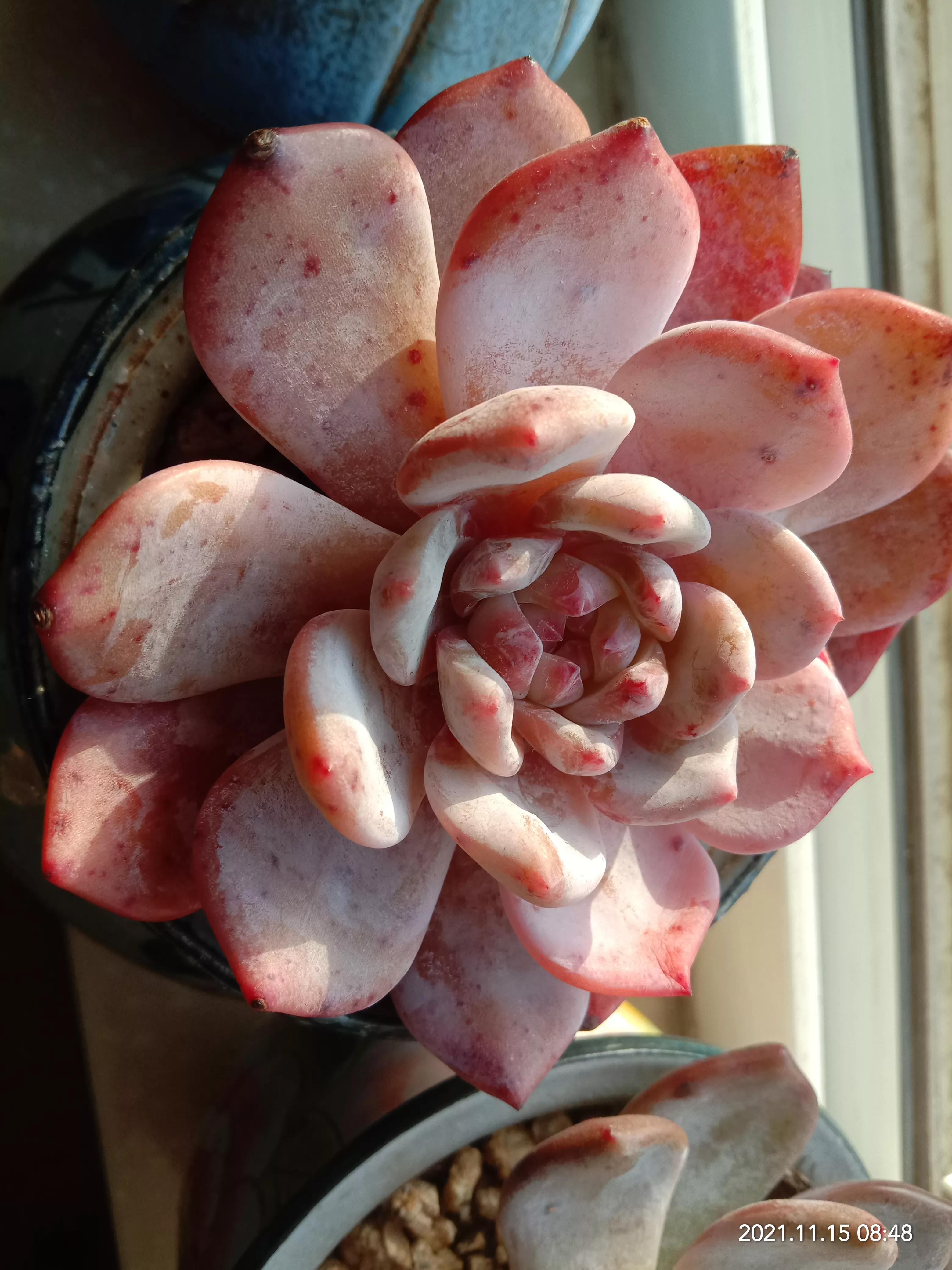 多肉雪天使开花,多肉雪天使养护方法