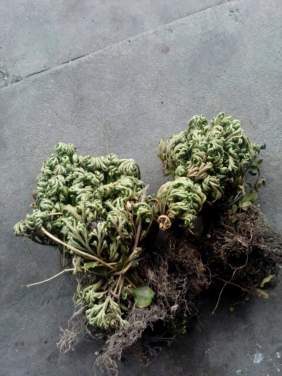 家里可养九死还魂草,家里可以种还魂草