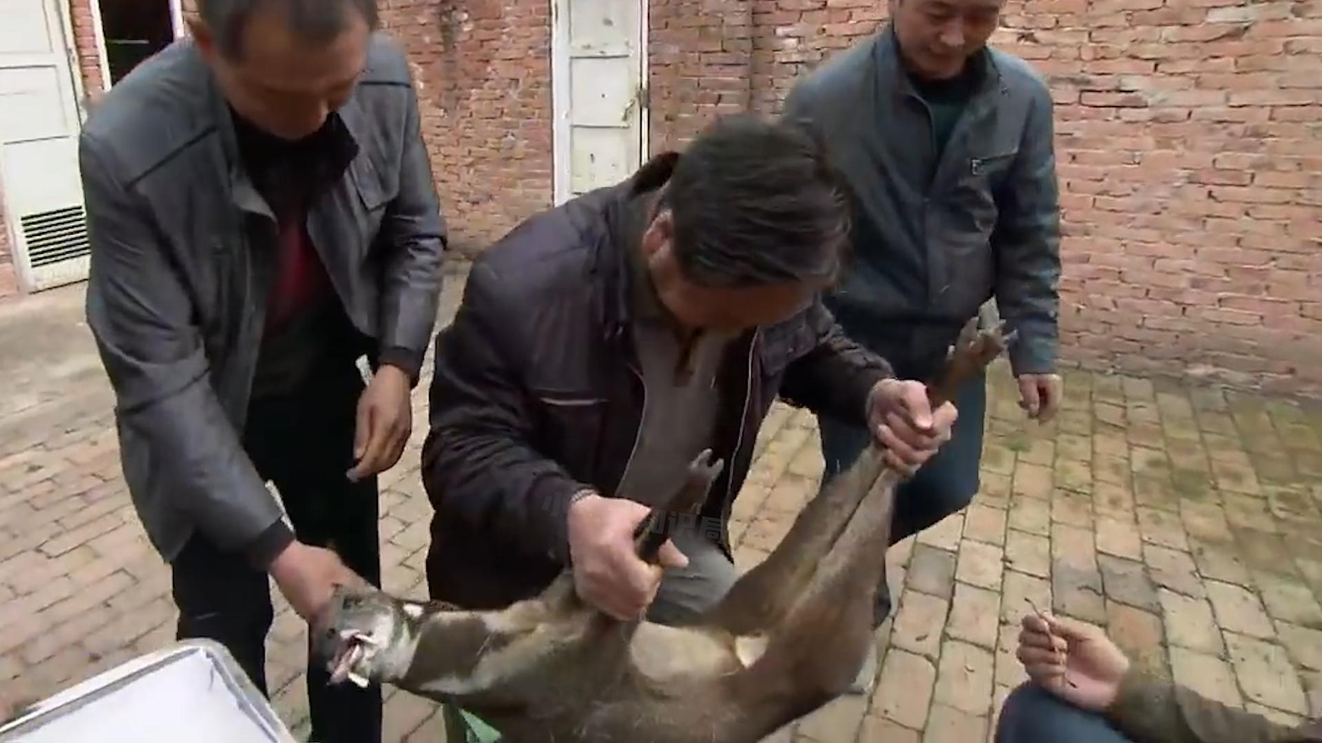 麝香有什么价格,麝香有多稀缺