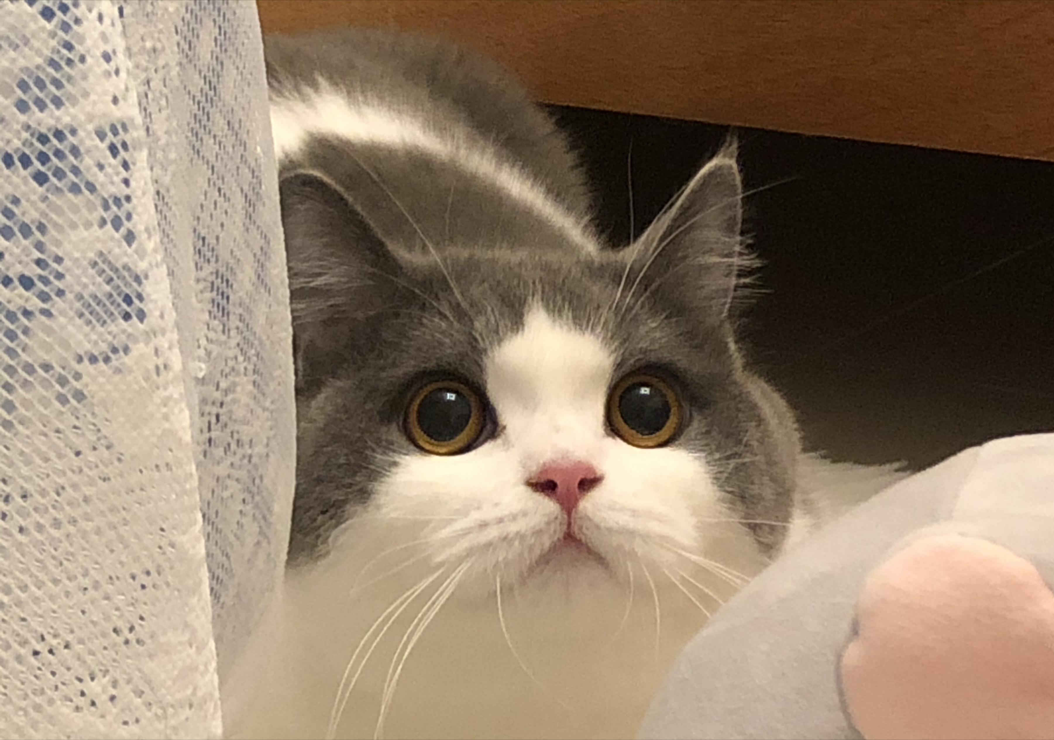 哪种猫咪最粘人最好养,最粘人的猫咪与最不粘人的猫咪