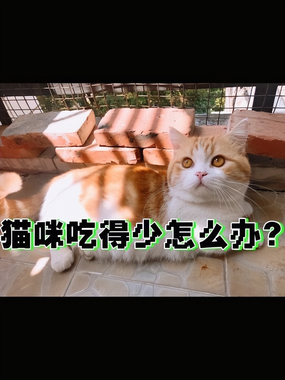 猫咪吃得少瘦了但精神好,猫咪体内有虫会吃得少吗