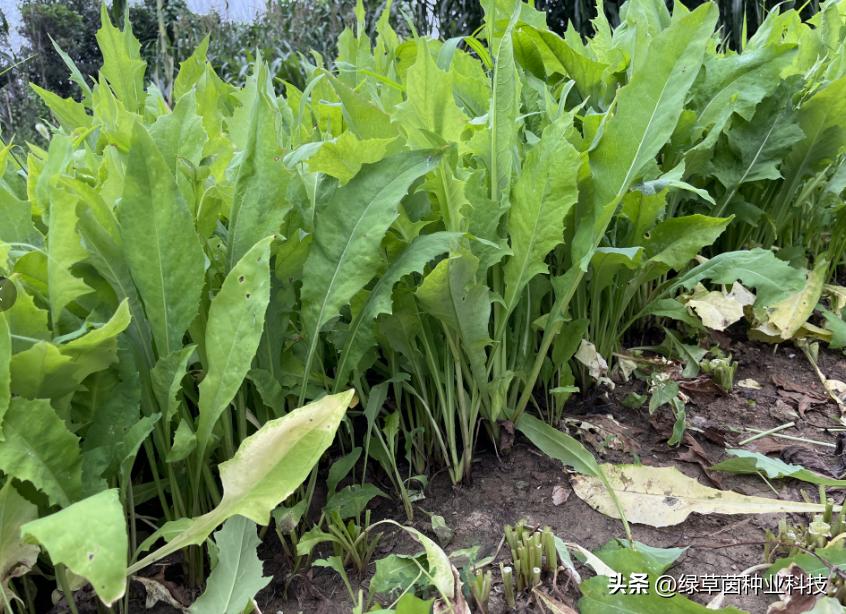 养猪牧草哪个品种最好,牧草养猪更赚钱