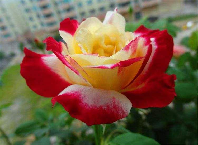 南洋红双喜花开富贵,红双喜双喜临门