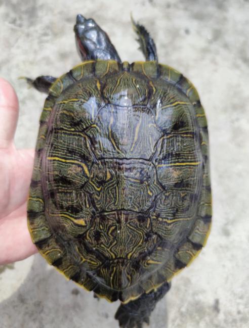 巴西龟一个脚肿腐烂死了怎么办,巴西龟有腐甲迹象怎么办