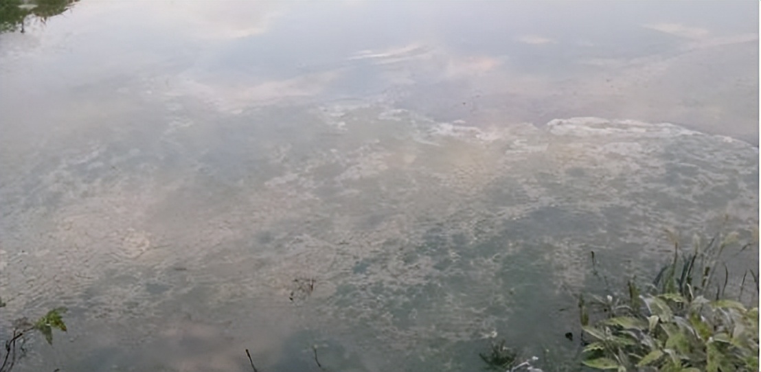 养殖塘泥皮,养殖塘产生泥皮的处理方法