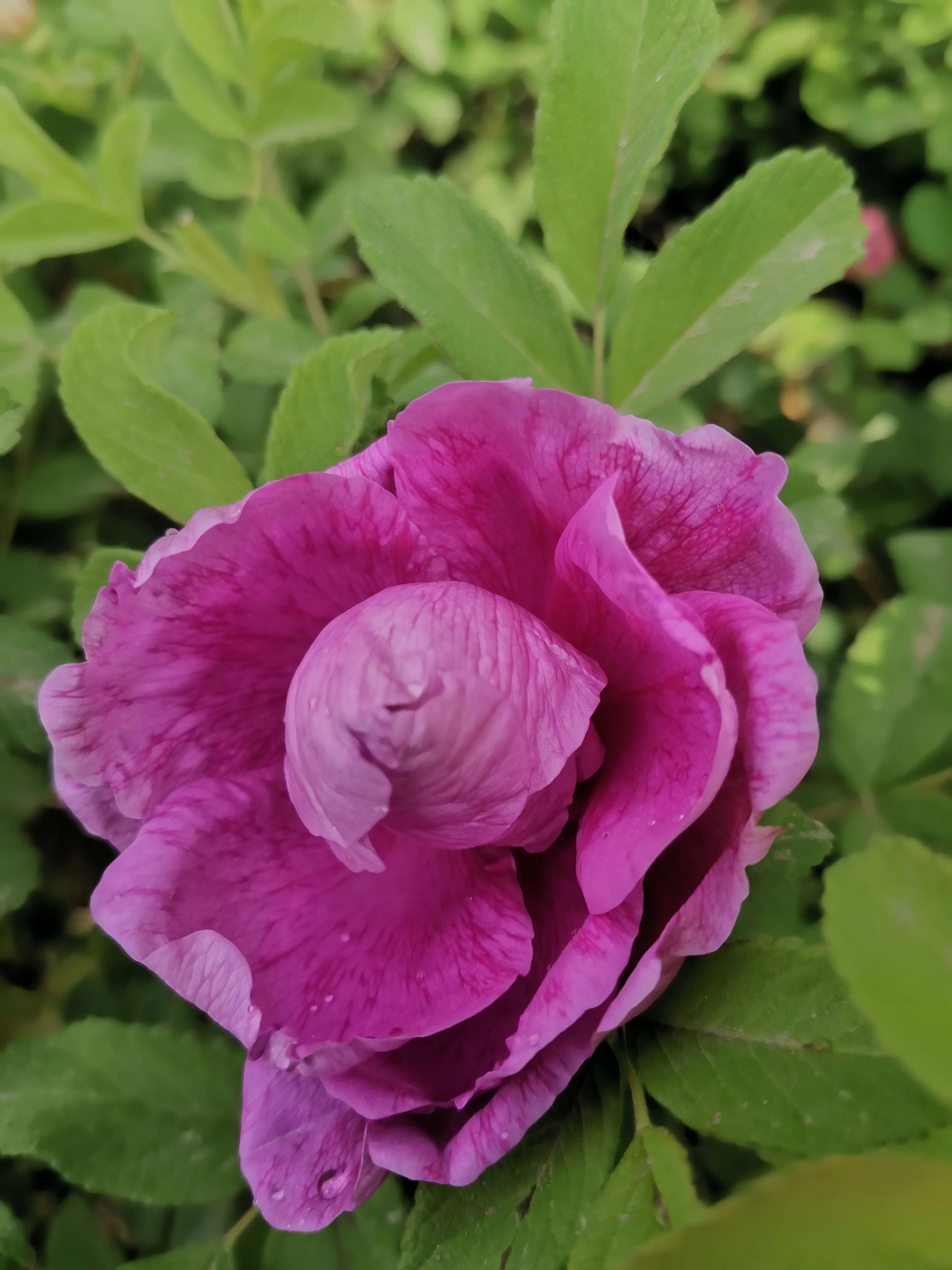 像玫瑰花绽放七律,七律深秋鲜花绽放