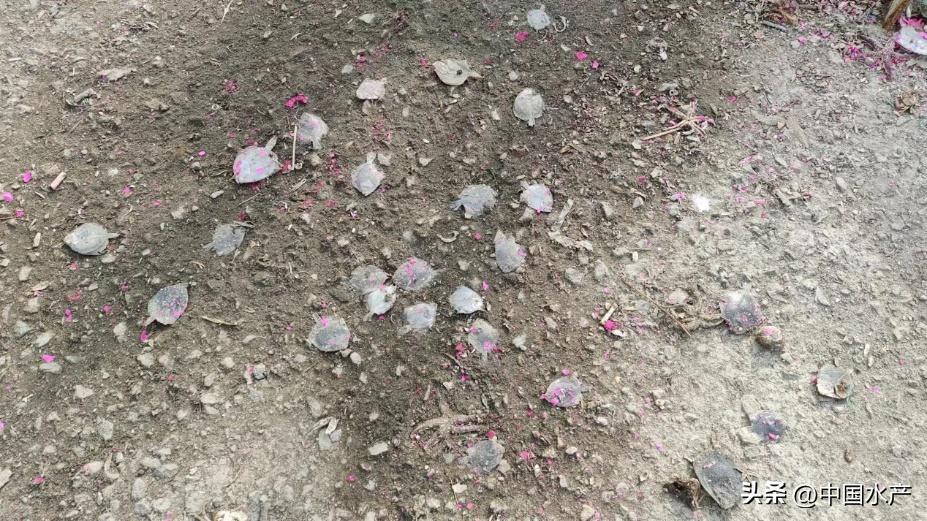 水生外来物种入侵防控工作方案,水生动物防疫