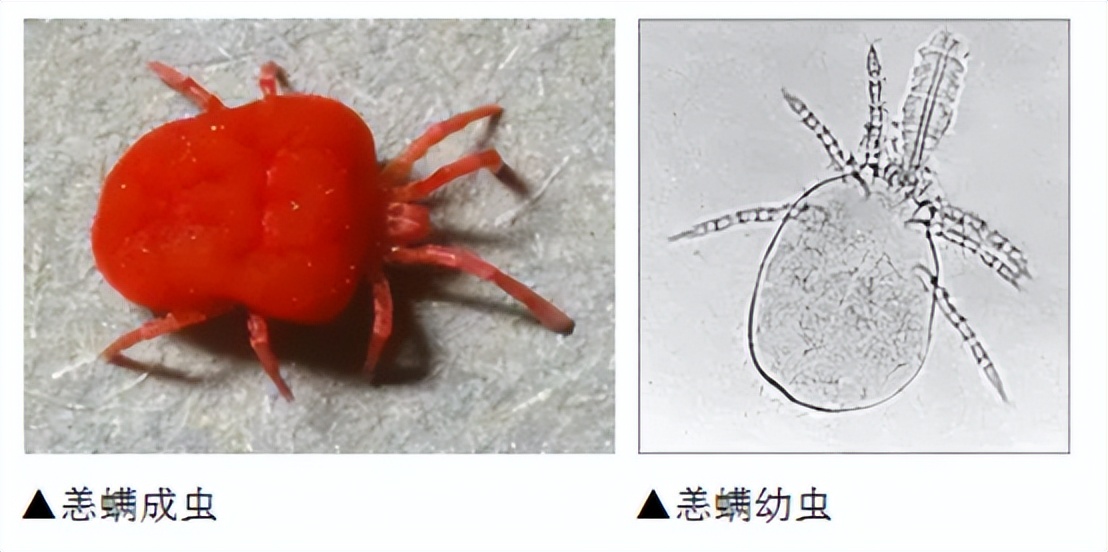 恙虫到底有多可怕？致死率极高