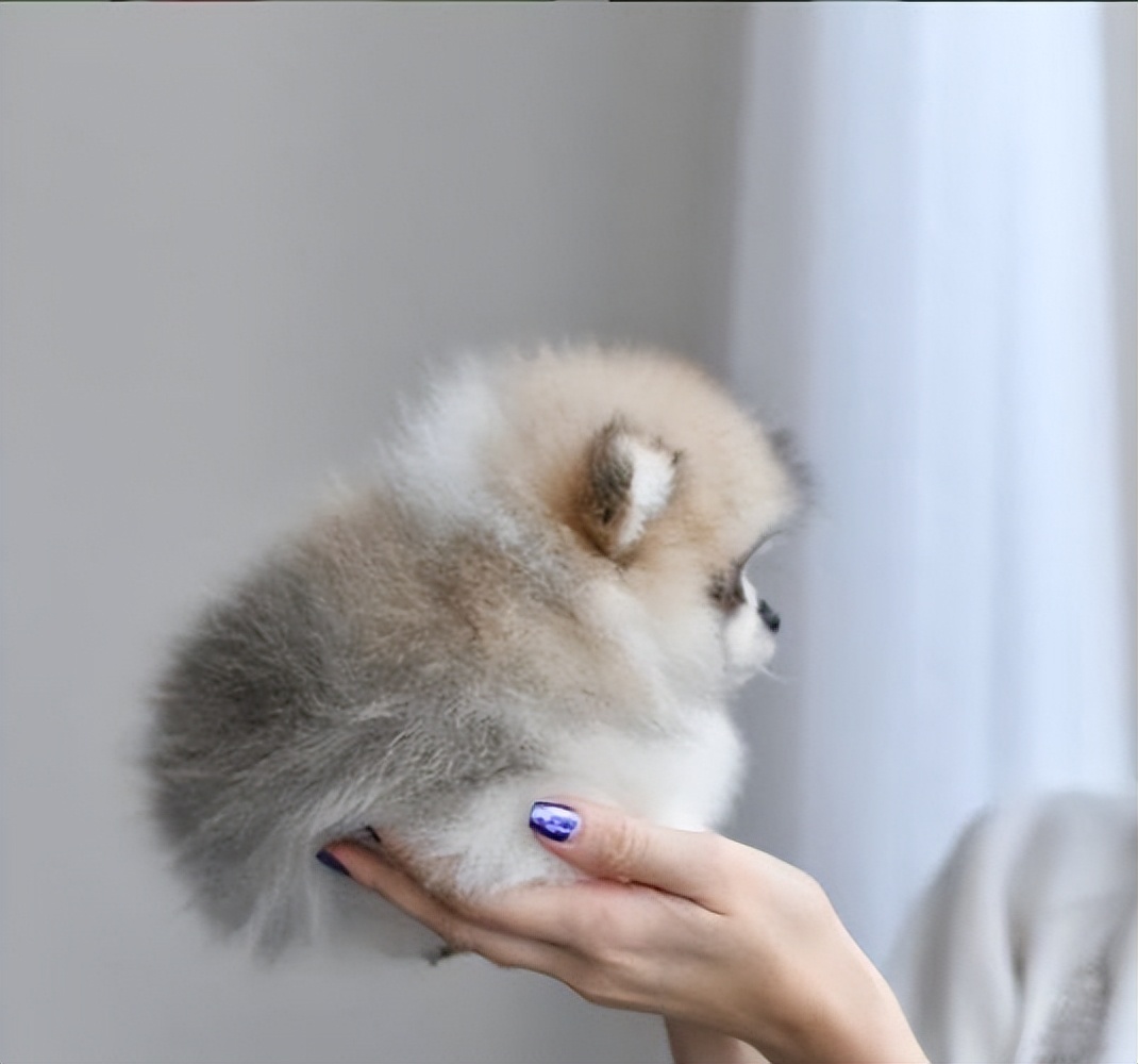 哪种狗子的寿命长,什么行业适合养狗